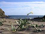 In the coast